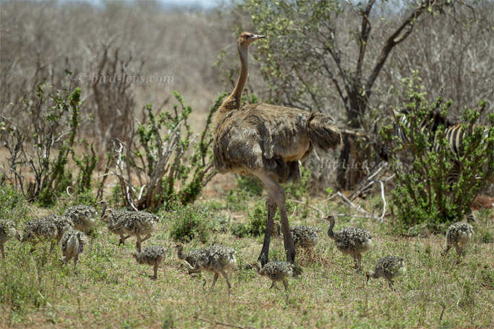 (Southern) Ostrich (Southern) Ostrich